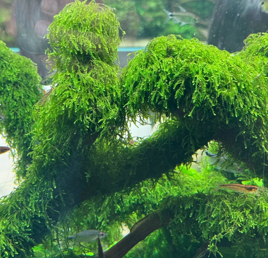 Weeping Moss - Tissue Culture
