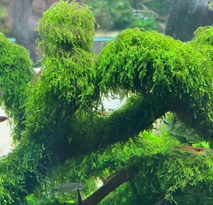 Weeping Moss - Tissue Culture