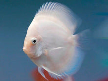 White Discus 3.5" - Planted Aquaria