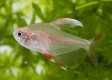 White Rosy Fin Tetra - Planted Aquaria