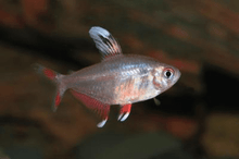 White Rosy Fin Tetra - Planted Aquaria