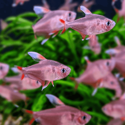 White Rosy Fin Tetra - Planted Aquaria