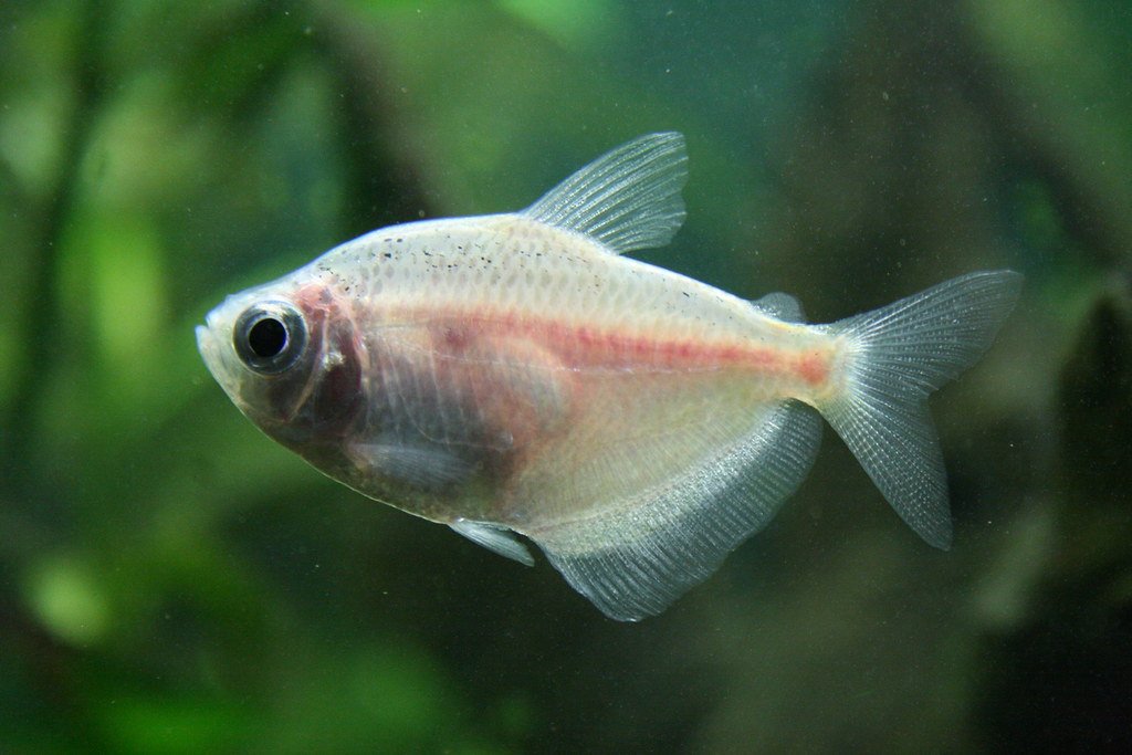 White Skirt Tetra - Planted Aquaria