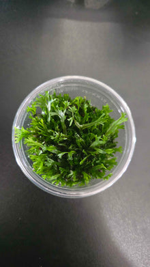 Microsorum Windelov - Tissue Culture