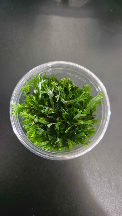 Microsorum Windelov - Tissue Culture
