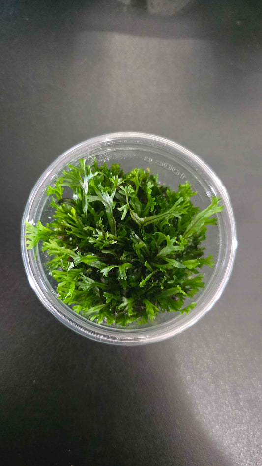 Microsorum Windelov - Tissue Culture