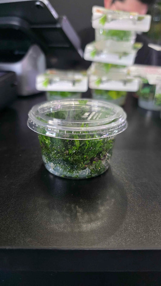 Microsorum Windelov - Tissue Culture