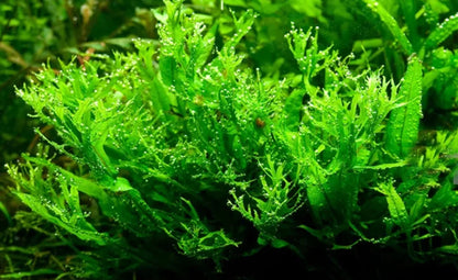 Microsorum Windelov - Tissue Culture