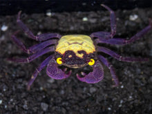 Yellow Back Purple Vampire Crab - Planted Aquaria