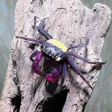 Yellow Back Purple Vampire Crab - Planted Aquaria