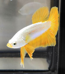 Yellow Dragon HMPK Male Betta - Planted Aquaria