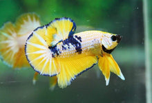 Yellow Fancy HMPK Male Betta - Planted Aquaria