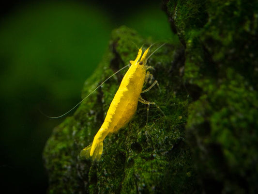 Yellow Laser Shrimp - Planted Aquaria
