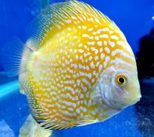 Yellow Pigeon Discus 3.5" - Planted Aquaria