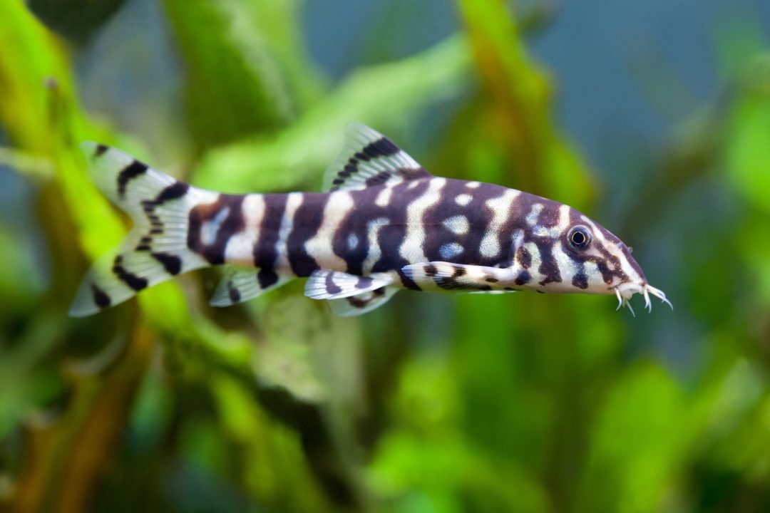 Yoyo Loach - Planted Aquaria