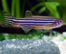 Zebra Danio - Planted Aquaria