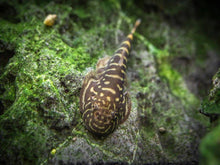 Zebra Hillstream Loach - Planted Aquaria