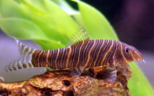 Zebra Loach - Planted Aquaria