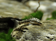 Zebra Otocinclus Catfish - Planted Aquaria