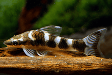 Zebra Otocinclus Catfish - Planted Aquaria