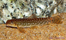 Zodiac Loach - Planted Aquaria